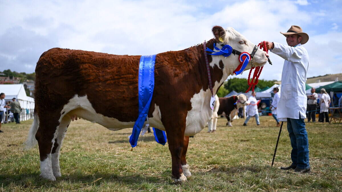 UK court battle over claim ‘original’ Hereford cattle should be distinct breed