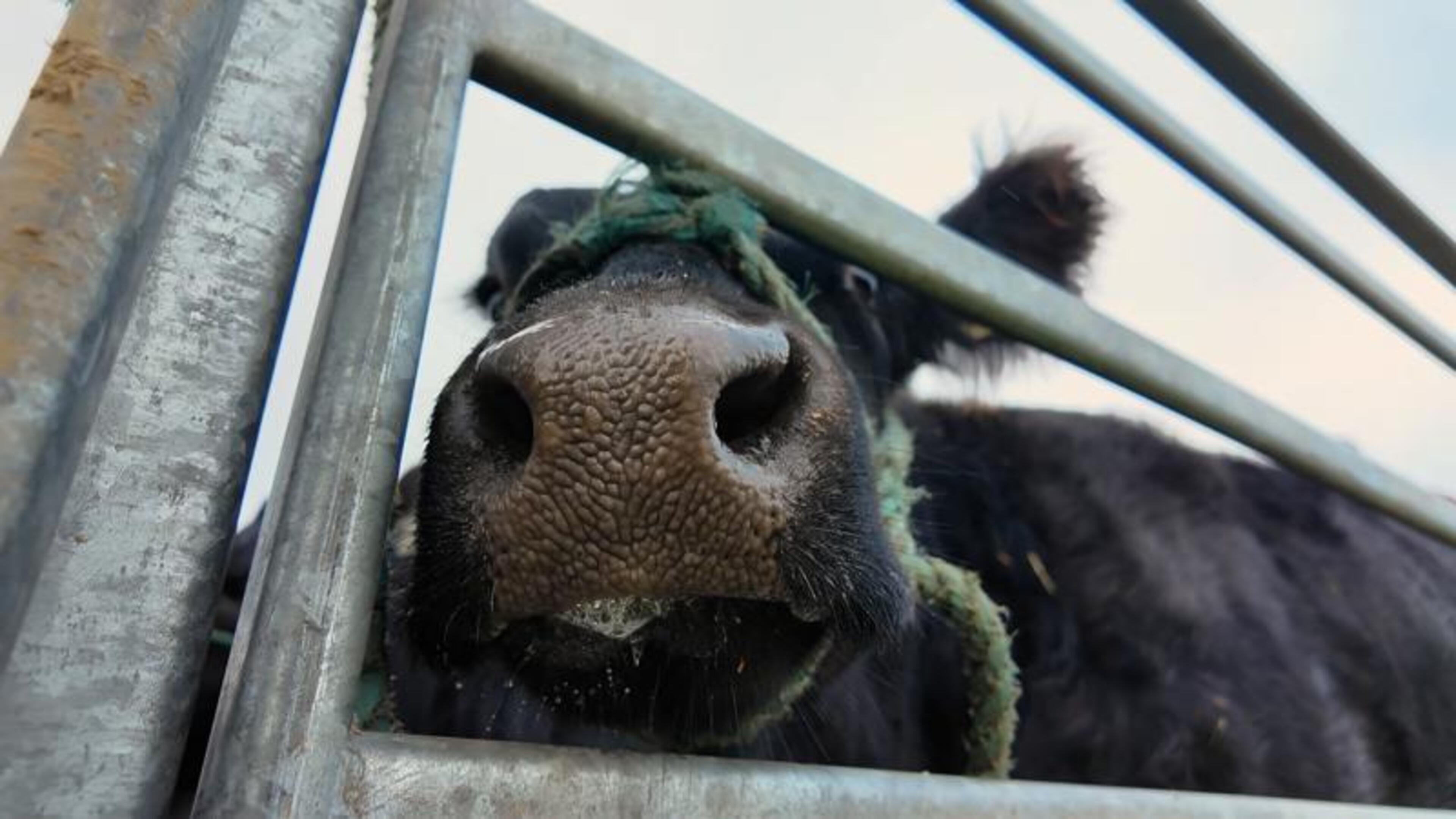 Udder perfection: Inside the heifer grooming tent at the Ploughing Championships