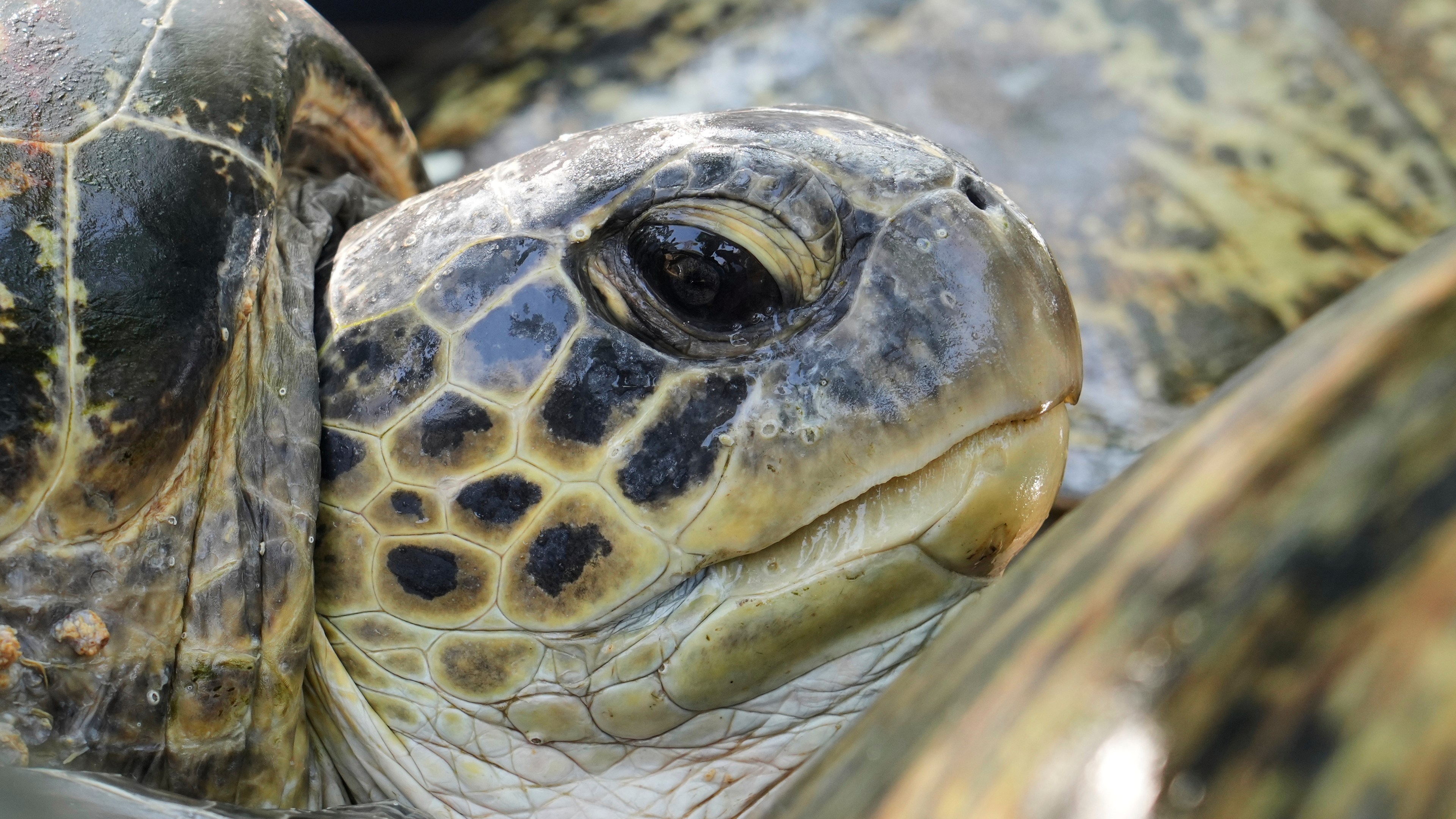 Turtles offer early warning from a warming Mediterranean ahead of COP31