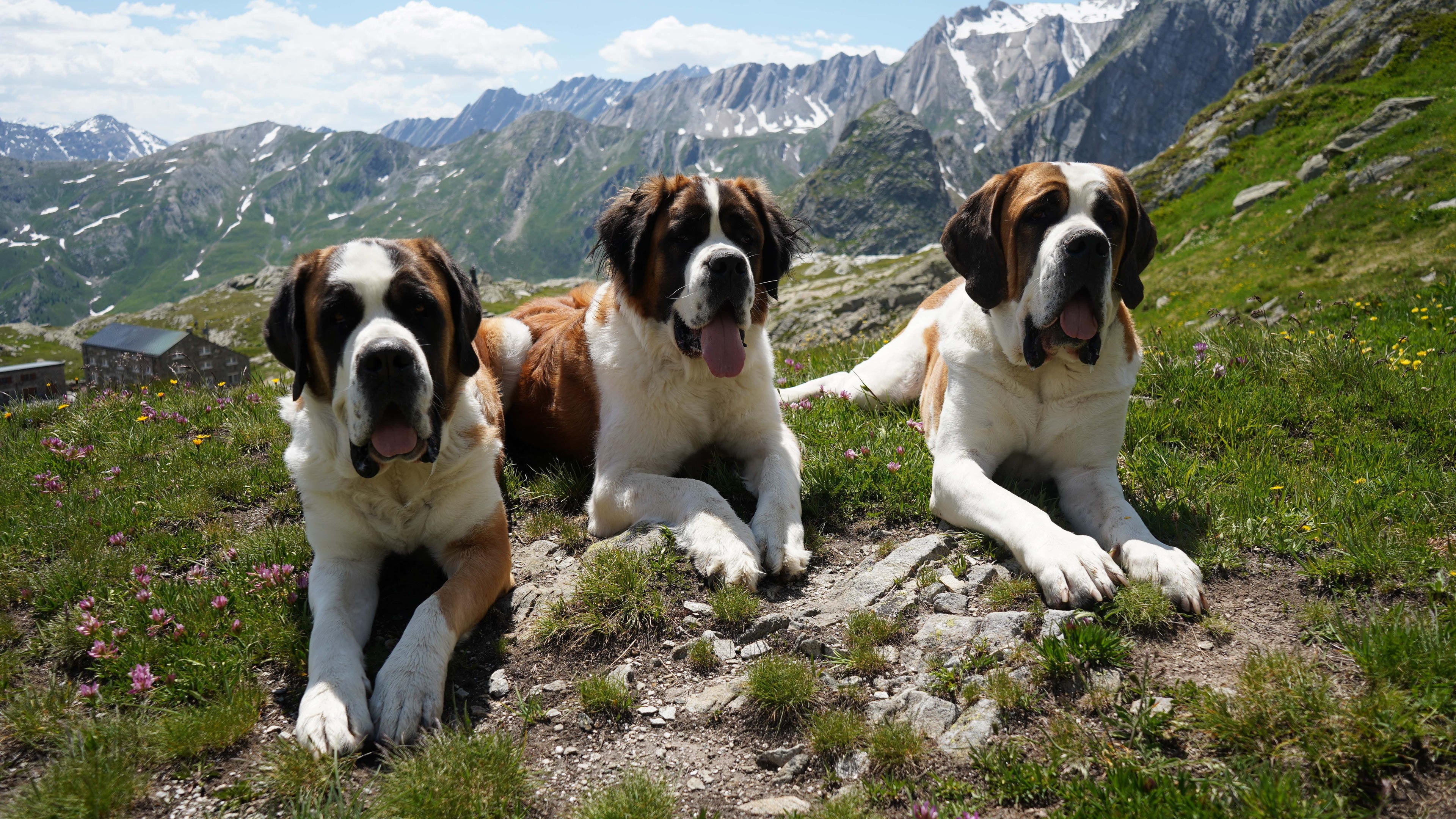 ‘We love them’ – St Bernard dogs, trained to locate hikers lost in snow, honoured at Swiss museum