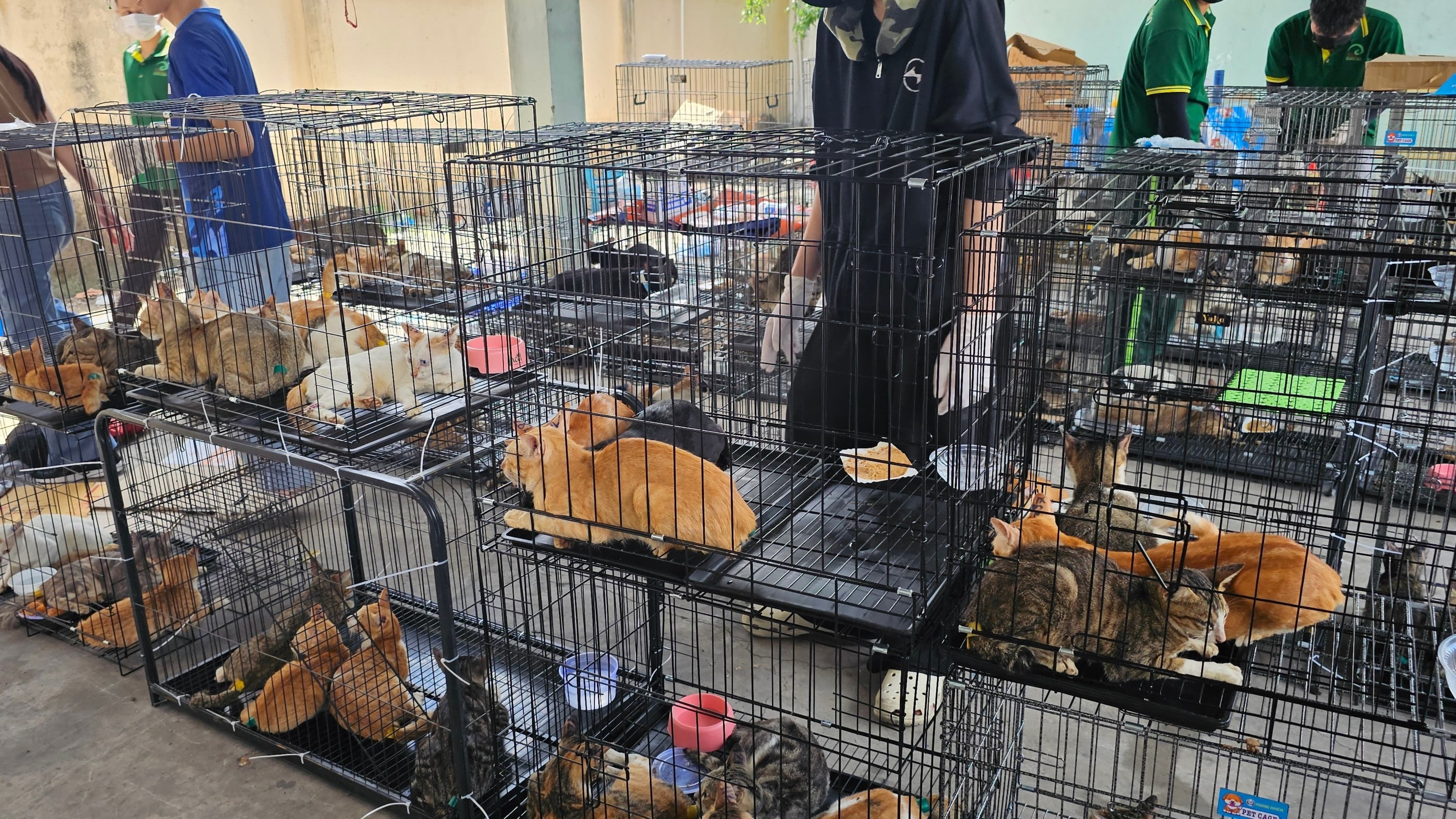 Police save hundreds of cats from slaughter in Vietnam theft ring bust